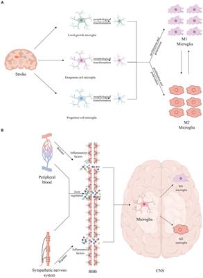 Update on the mechanism of microglia involvement in post-stroke cognitive impairment